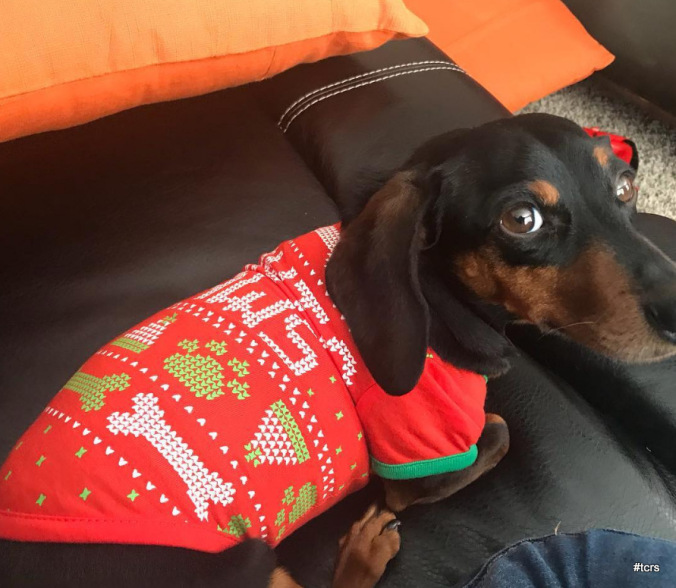 deeter-dieter-watts-dog