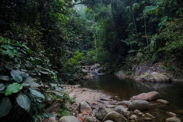 0_Seach-for-Nora-Quoirin-from-London-who-is-currently-missing-in-Malaysia-Seremban-06-Aug-2019